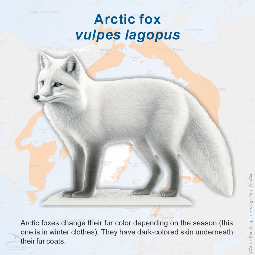Arctic Fox (Vulpes Lagopus) - Introduction
