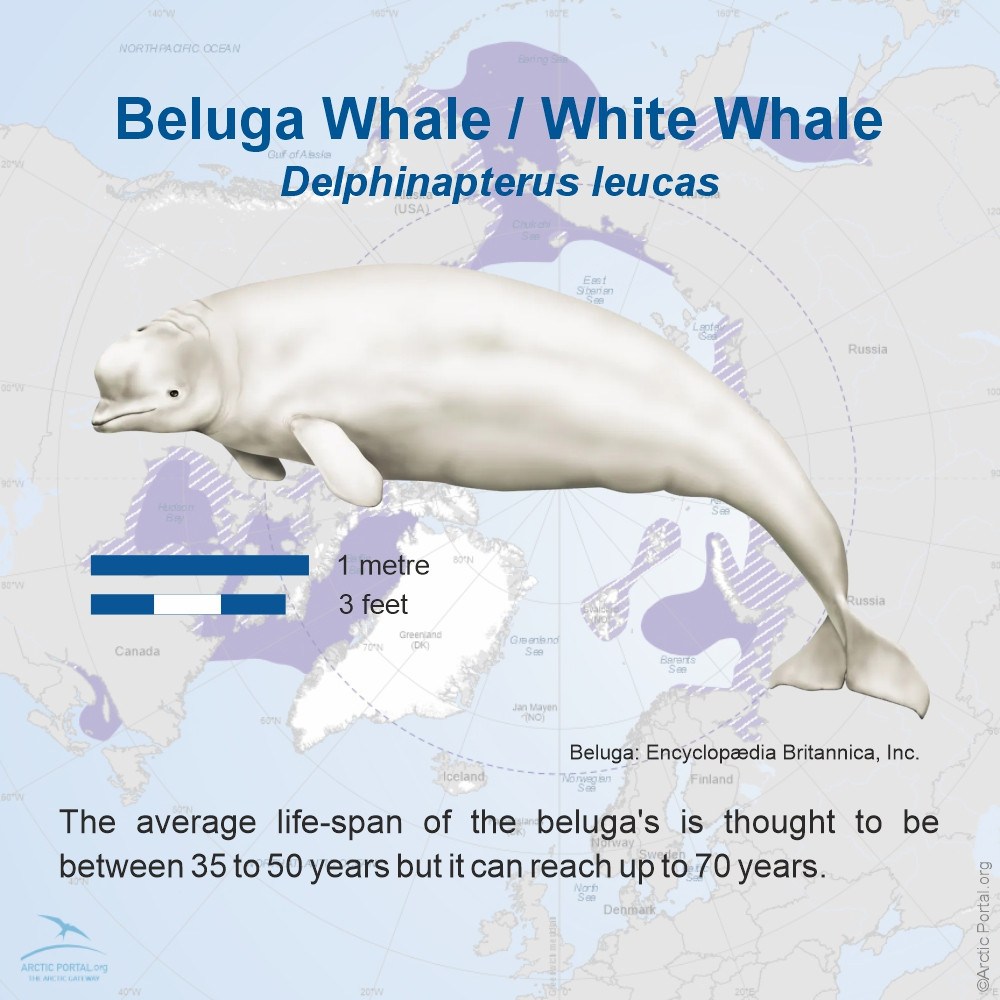 Beluga Whale - Delphinapterus leucas