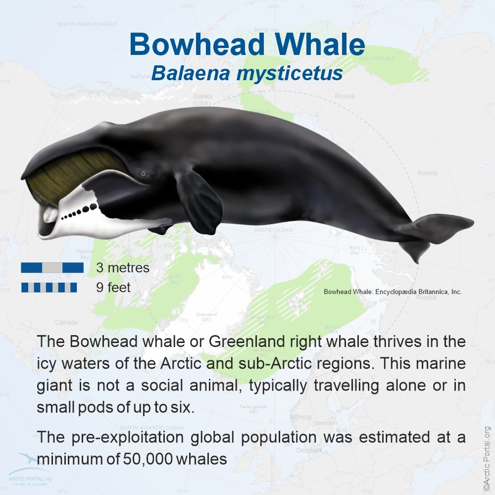 Bowhead Whale - Balaena Mysticetus