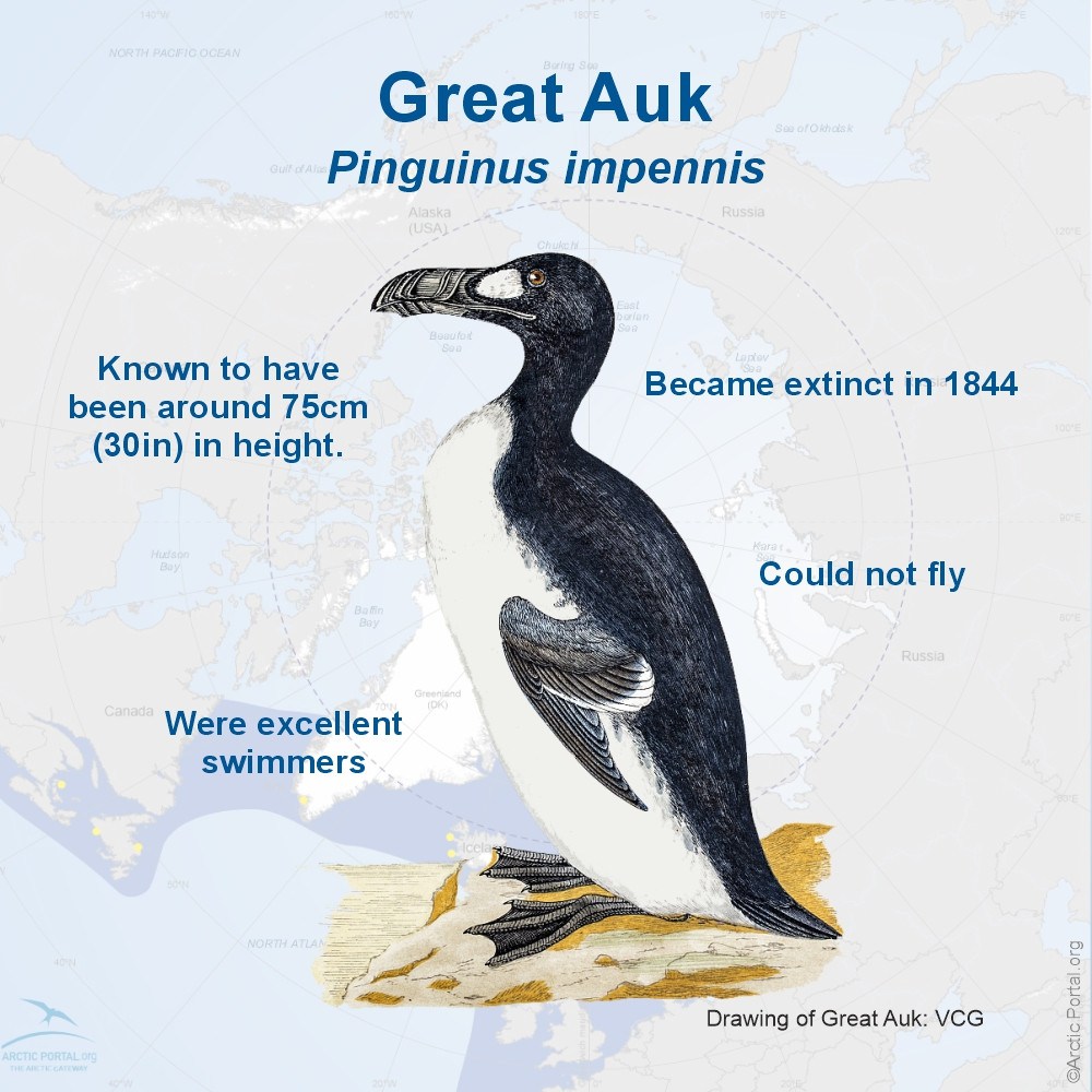 Great Auk (Pinguinus impennis)