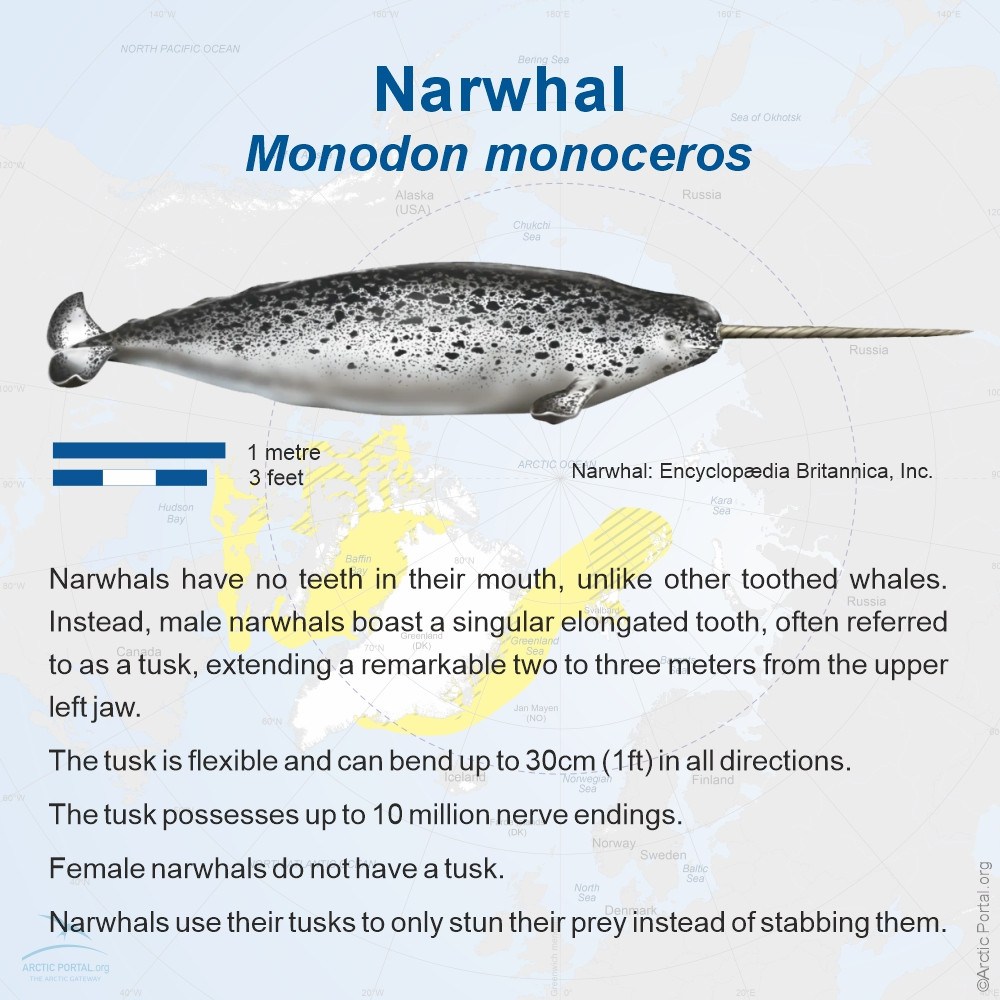 Narwhal (Monodon monoceros)