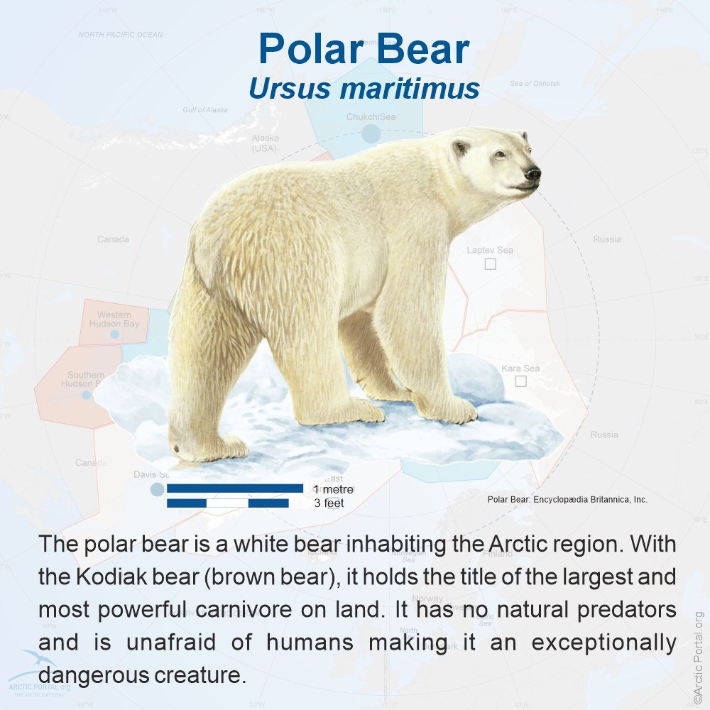 Polar Bear (Ursu maritimus) - Introduction