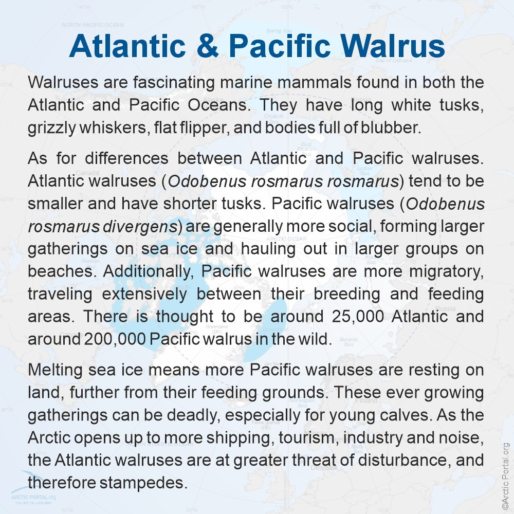 Atlantic & Pacific Walrus - About