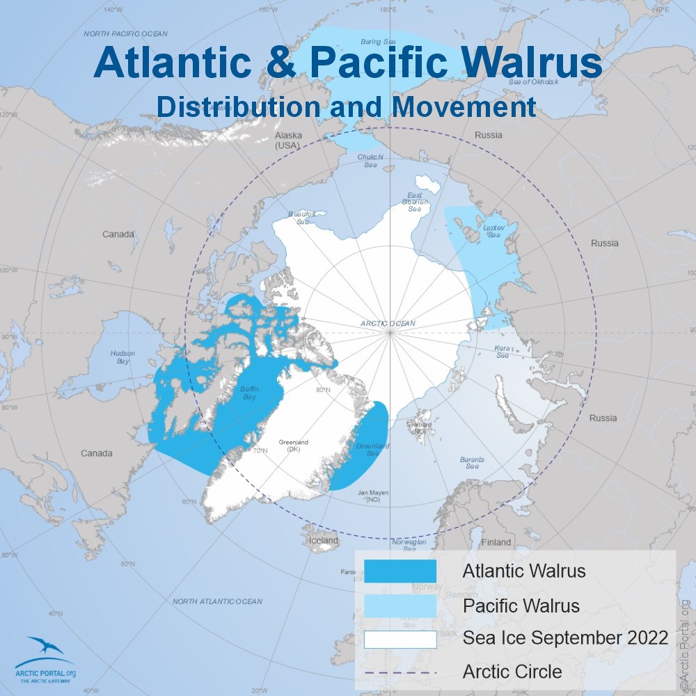 Atlantic & Pacific Walrus - World Map, Distribution and Movement