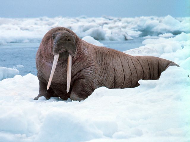 Large walrus on the ice