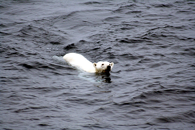 Polar bear swimming in arctic waters