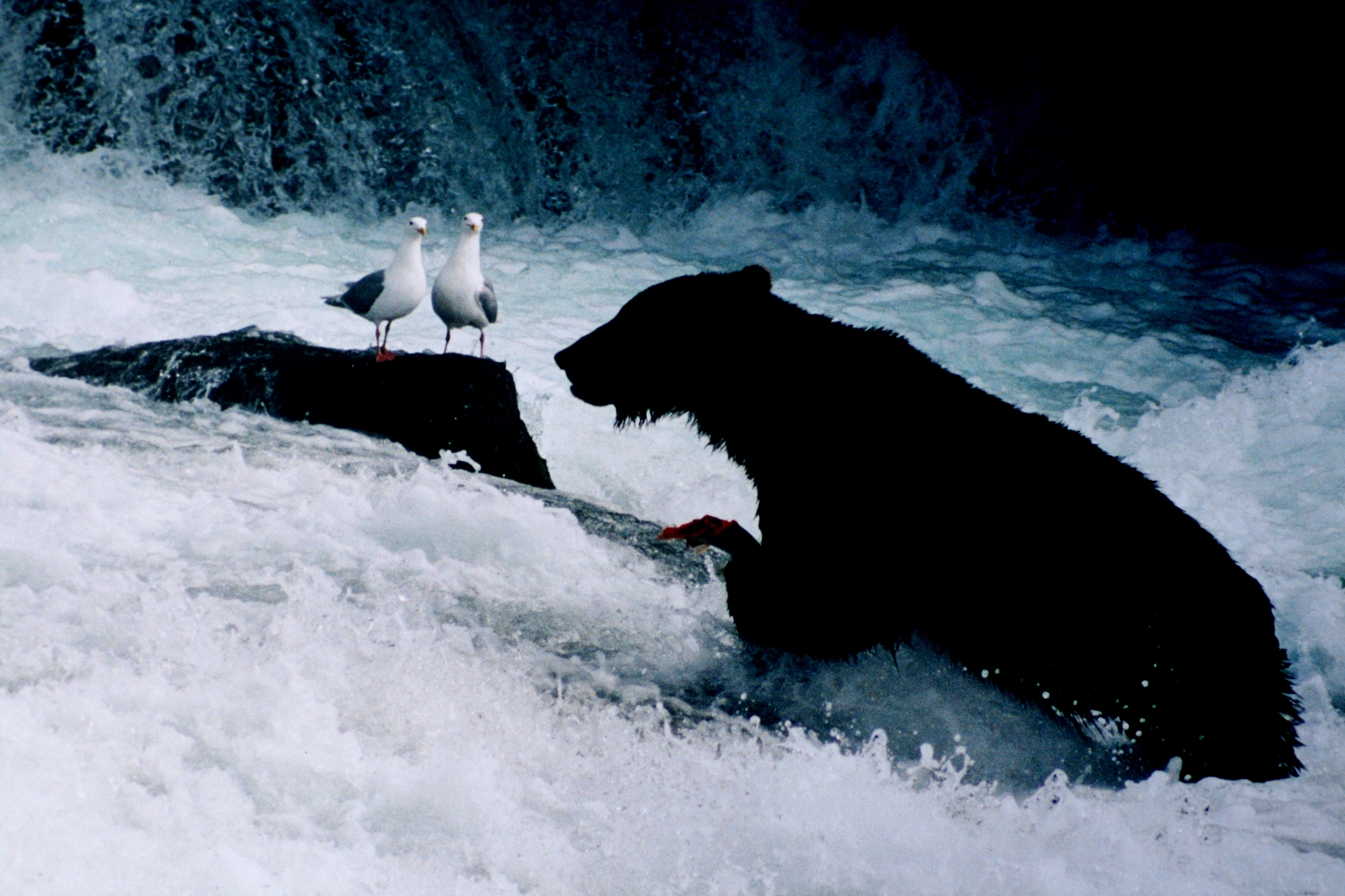 Bear in a river in Alaska