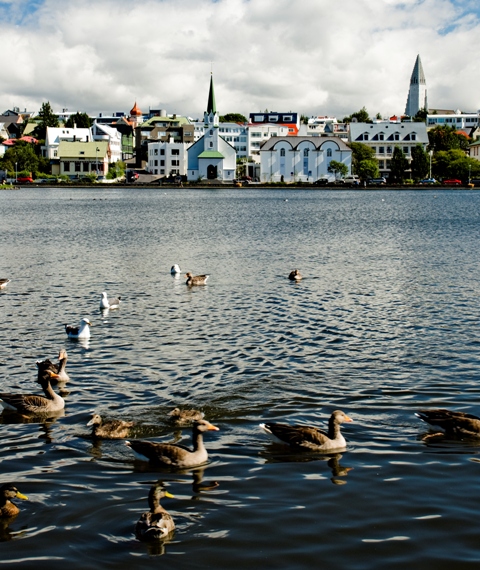 Ducks swimming in Reykjavík pond