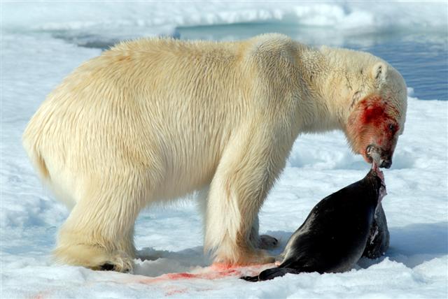 Polar bear that cought a seal