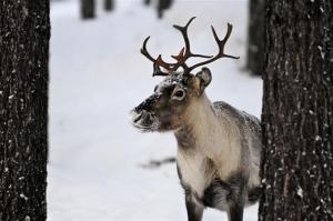 (Photo: Getty Images) Reindeer in the wild.