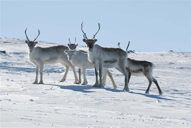 Reindeers in the arctic