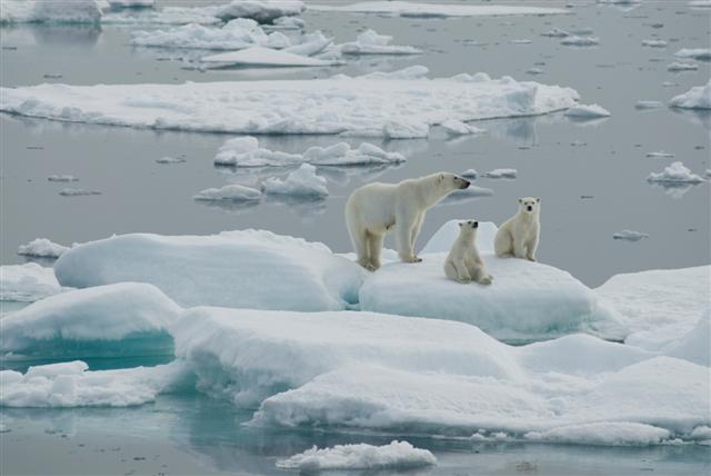 Polar bears need a platform of sea ice to reach their prey.