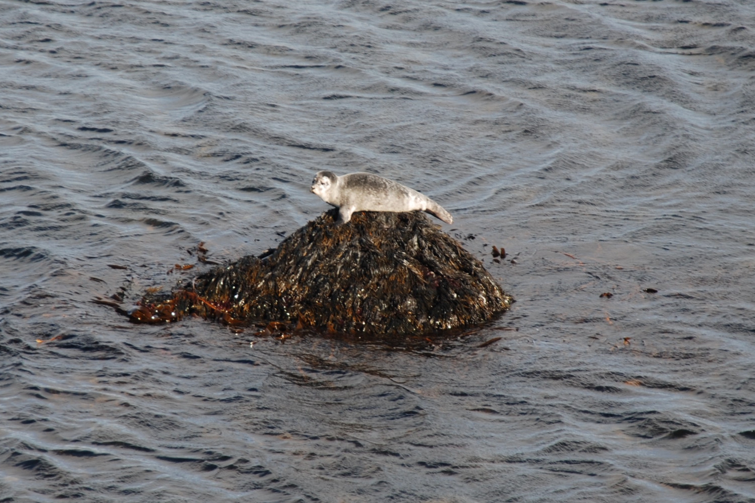 A seal in Gunnolfsvik