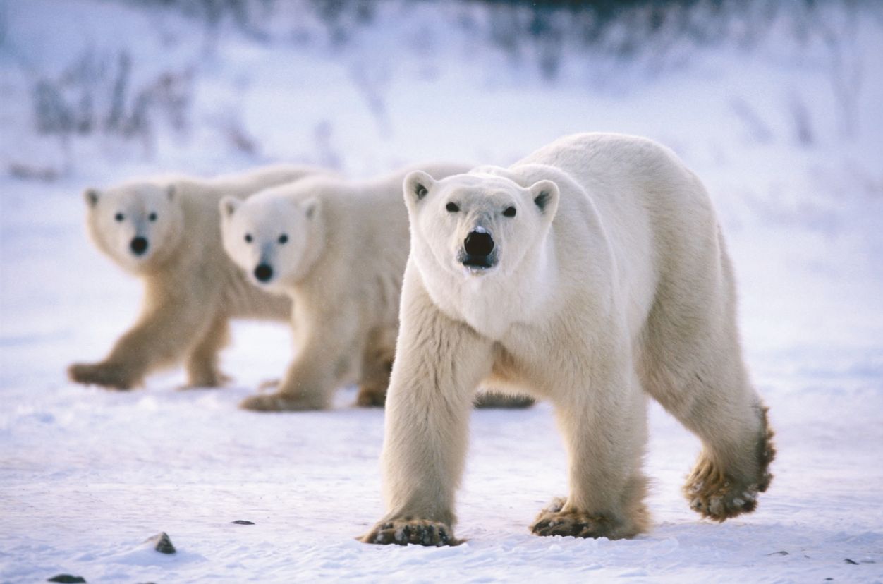 Polar Bears in the arctic