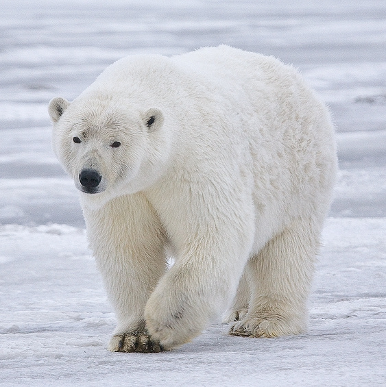Polar Bear - Alaska