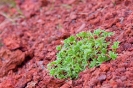 Growing out of the lava