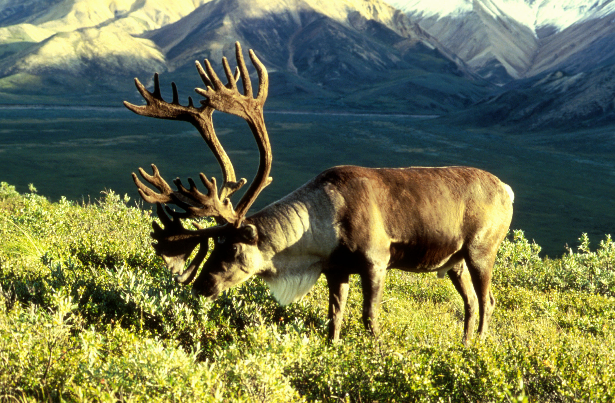 Caribou in the wild eating grass