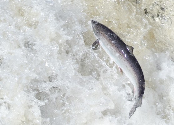 Atlantic salmon leaping in northern Newfoundland