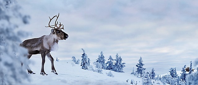 Reindeer in the arctic