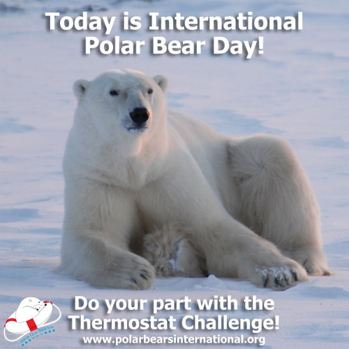 Polar Bear Petition