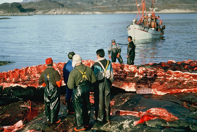 Fin Whale decomposing on an island off Nuuk, Greenland