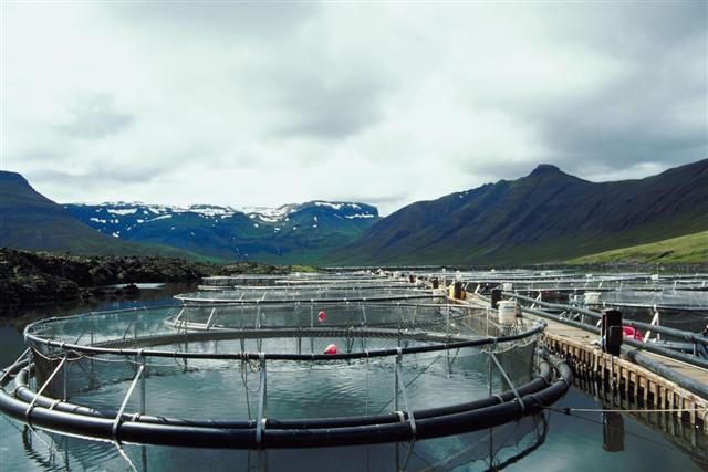 Aquaculture farm in the Arctic