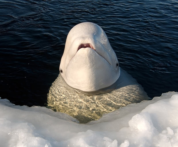 Beluga Whale in ice