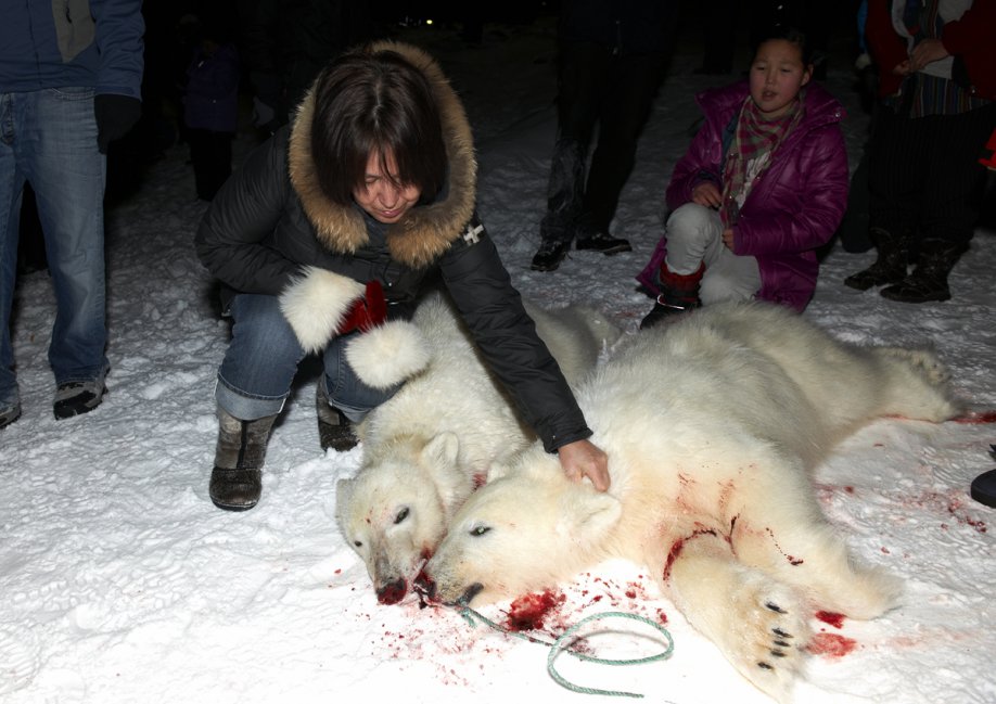 Polar Bears dead