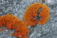 Arctic Lichen