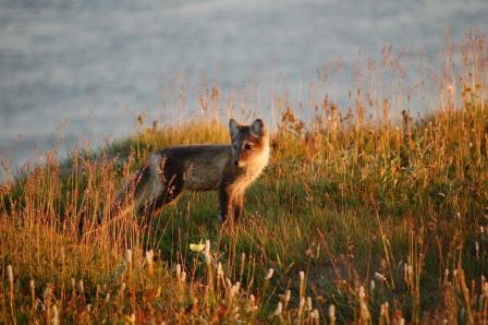 (Photo: Arctic Portal, Curious Polar Fox)