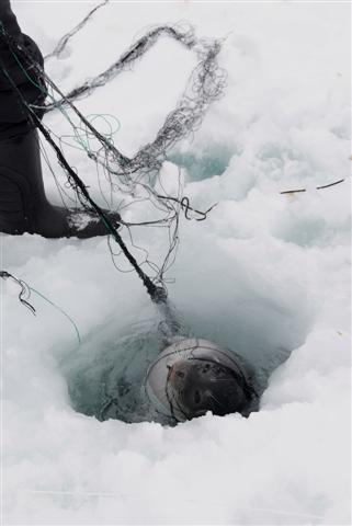 fishing through ice