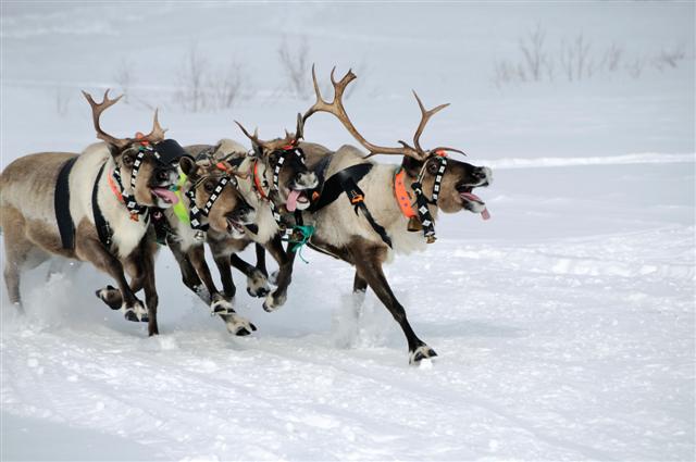 Reindeer running in the arctic