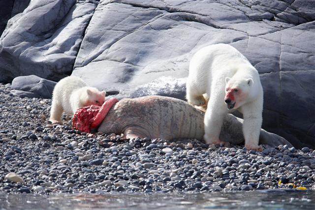 Polar bears feasting on a seal