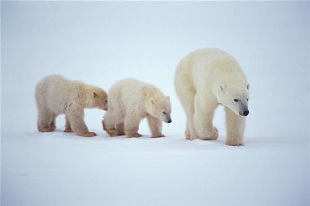 Polar bears in the arctic