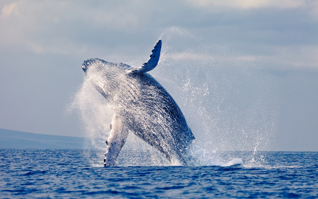 Fin Whale jumping in the sea