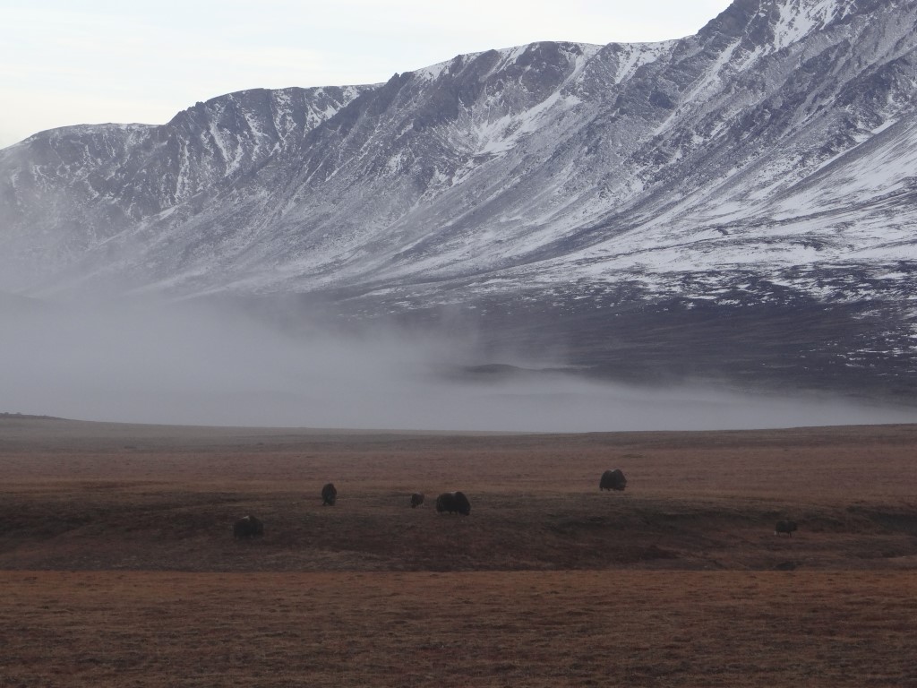 Musk ox grazing in the morning fog.