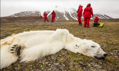 Polar bear dead of starvation