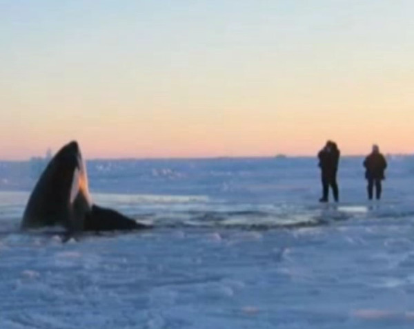 Whale breaking through ice in the arctic
