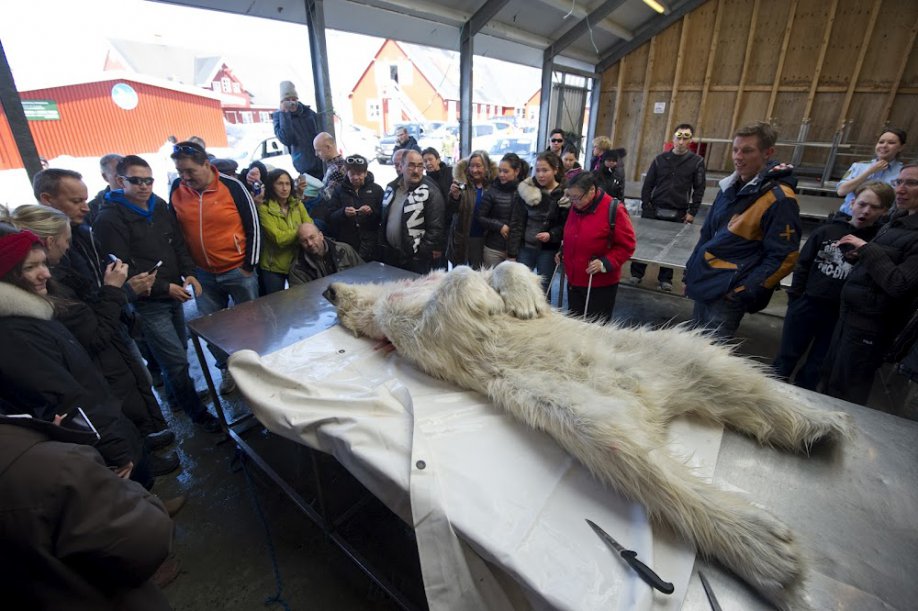 The polar bear shot caught the attention of the people in Nuuk