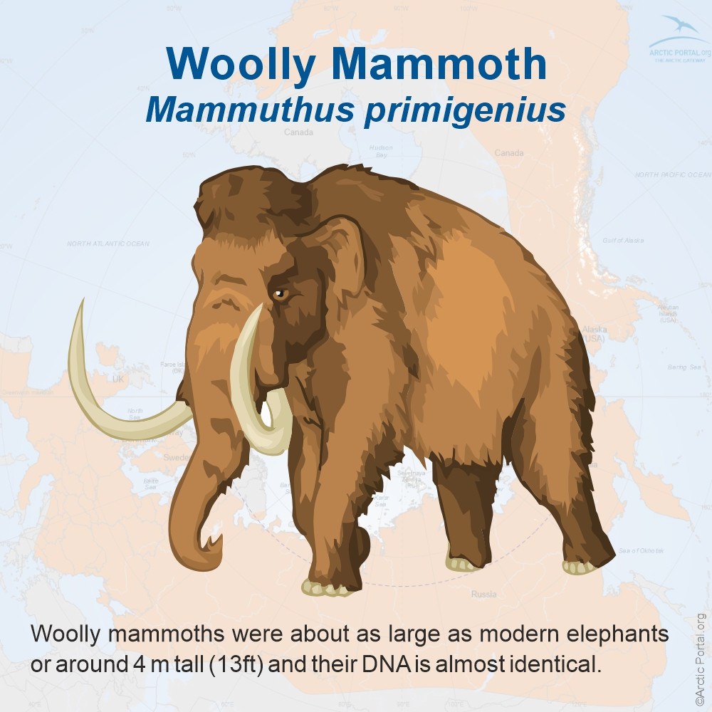 Wolly Mammoth (Mammuthus primigenius) - Introduction
