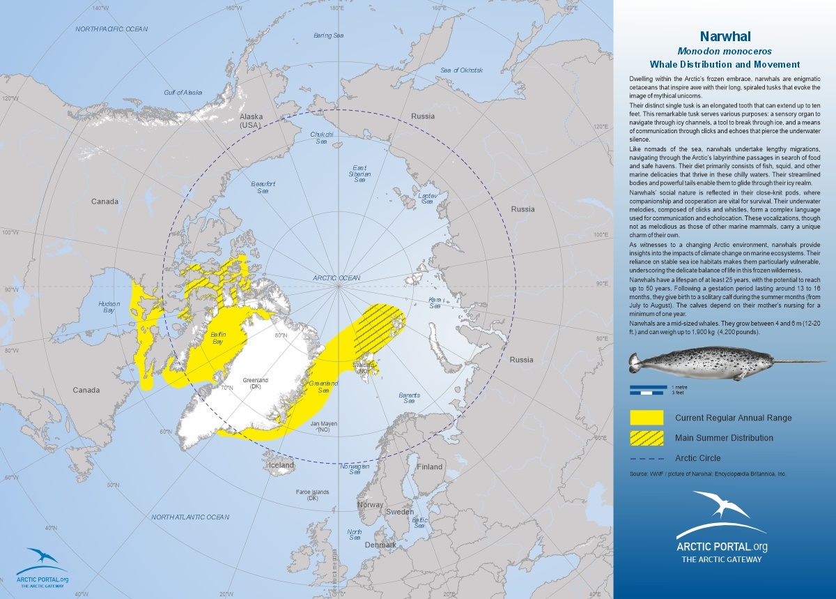 Map: Narwhal Whale Distribution and Movement