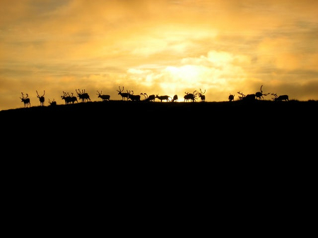 Reindeers in the midnight sun