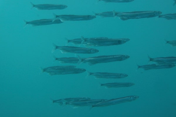 Capelin