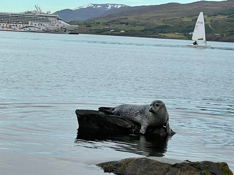 Small seal in Akureyri