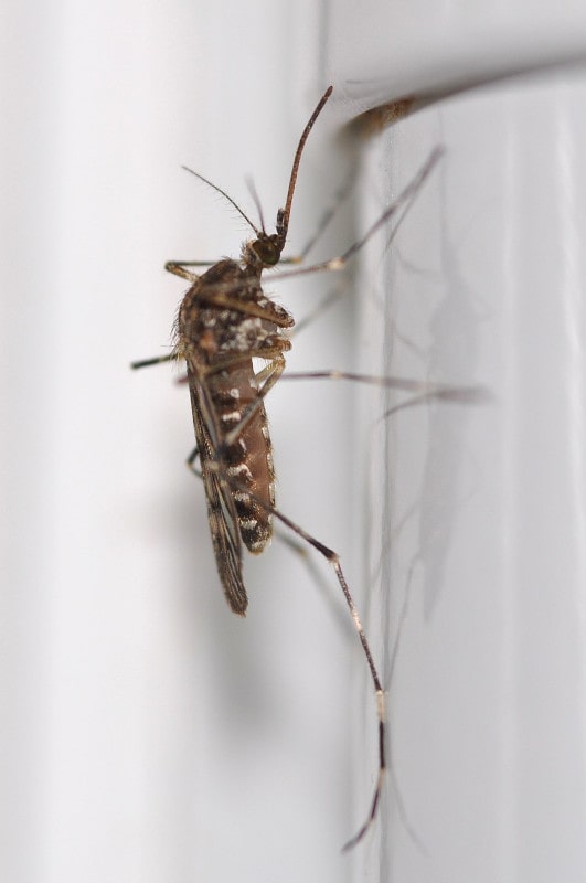 Culiseta annulata mosquito