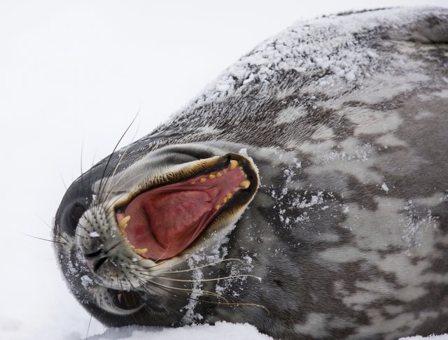 Seal is yawning