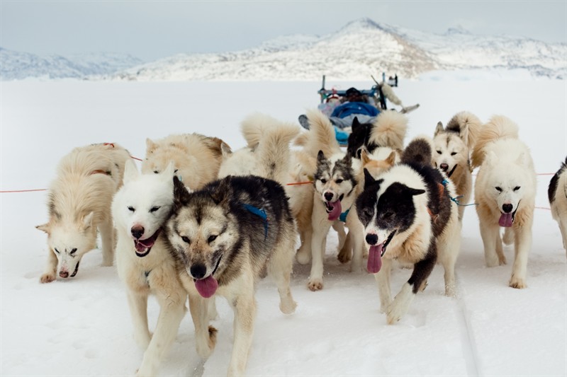 Sled Dogs in Greenland