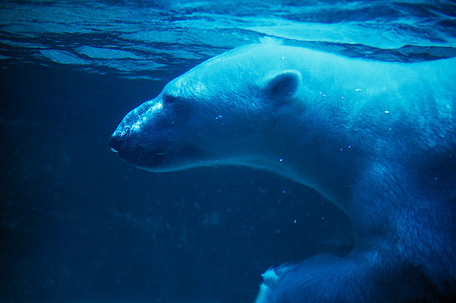 Polar bear swimming underwater