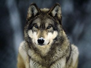 grey_wolf_national_geographic