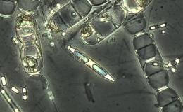 Arctic Algae Defy Extreme Cold: Record Movement at...